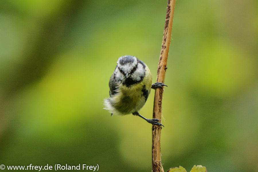 Amsel, Drossel, Fink und Star